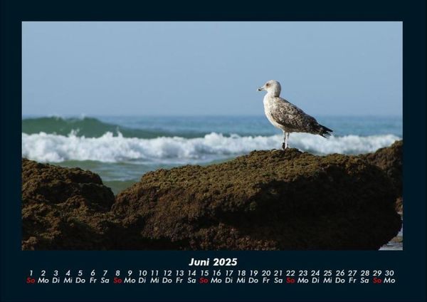 Produktbild: M&ouml;wen 2025 Fotokalender DIN A4
