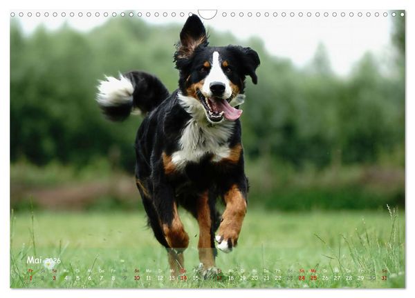 Produktbild: Fr&ouml;hliche Hunde (Wandkalender 2026 DIN A3 quer), CALVENDO Monatskalender