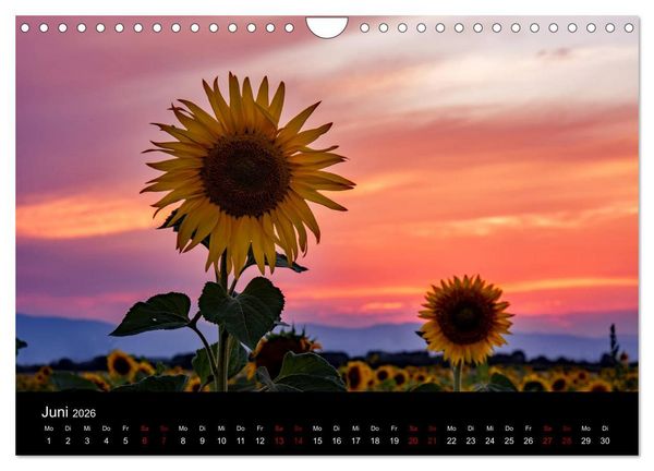 Produktbild: Blumen der Sonne (Wandkalender 2026 DIN A4 quer), CALVENDO Monatskalender