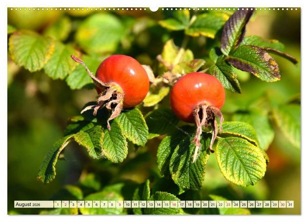 Produktbild: Essbare Wildfr&uuml;chte. Aromatische K&ouml;stlichkeiten aus der Natur (hochwertiger Premium Wandkalender 2026 DIN A2 quer), Kunstdruck in Hochglanz