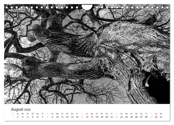 Produktbild: B&auml;ume - Natursch&ouml;nheiten in schwarz-wei&szlig; (Wandkalender 2026 DIN A4 quer), CALVENDO Monatskalender