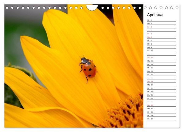 Produktbild: Marienk&auml;fer 2026 (Wandkalender 2026 DIN A4 quer), CALVENDO Monatskalender