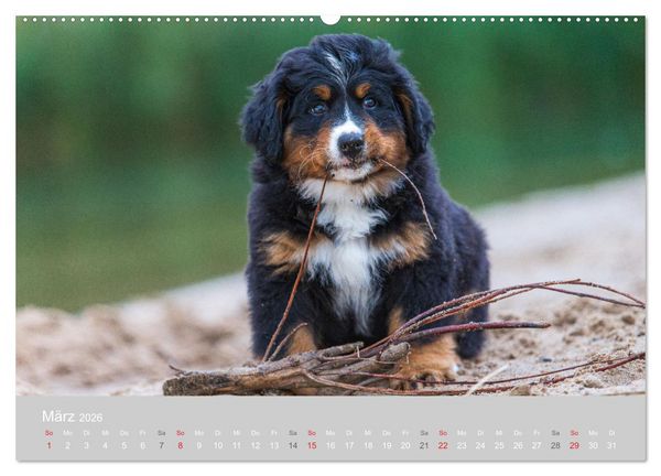 Produktbild: Liebling BERNER SENNENHUND (hochwertiger Premium Wandkalender 2026 DIN A2 quer), Kunstdruck in Hochglanz