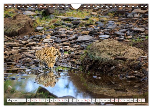 Produktbild: African Cats in impressive portraits (Wall Calendar 2026 DIN A4 landscape), CALVENDO 12 Month Wall Calendar