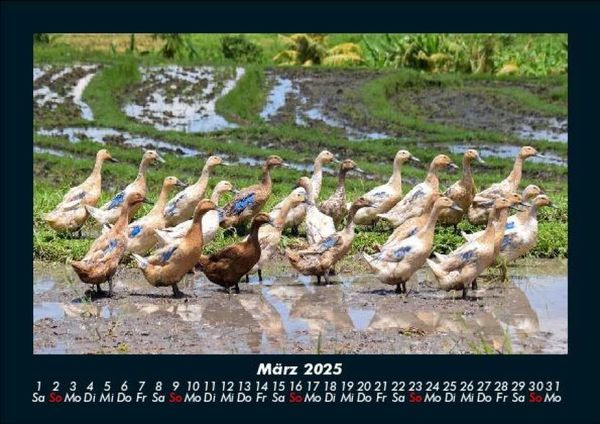 Produktbild: Enten 2025 Fotokalender DIN A5