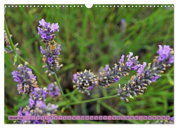 Produktbild: Farbzauber Lavendel (Wandkalender 2026 DIN A3 quer), CALVENDO Monatskalender