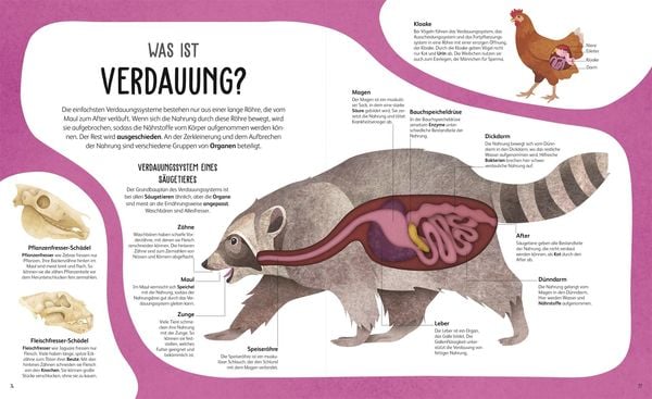 Produktbild: Anatomie der Tiere