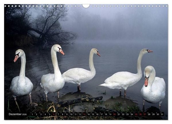 Produktbild: SCHW&Auml;NE. (Wandkalender 2026 DIN A3 quer), CALVENDO Monatskalender
