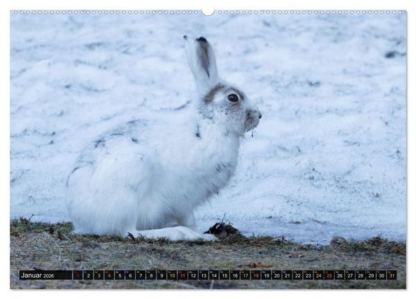 Produktbild: Die grandiose Tierwelt von Finnland (hochwertiger Premium Wandkalender 2026 DIN A2 quer), Kunstdruck in Hochglanz
