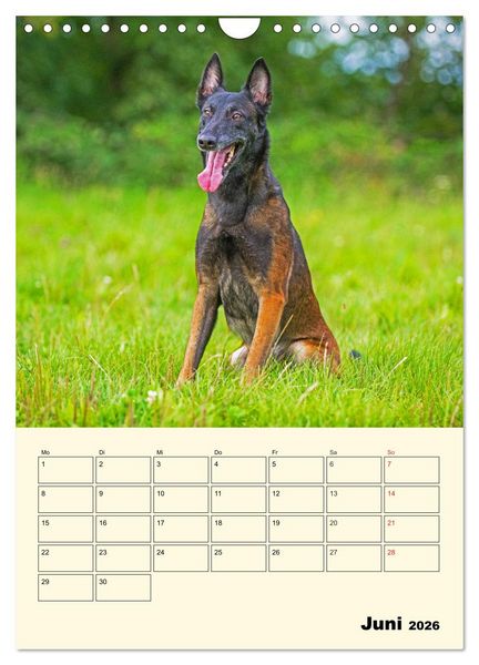 Produktbild: Familienplaner Tausendsassa Malinois (Wandkalender 2026 DIN A4 hoch), CALVENDO Monatskalender