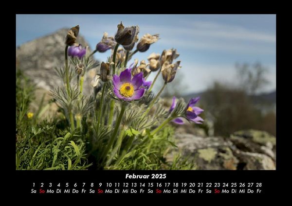 Produktbild: Blumentr&auml;ume 2025 Fotokalender DIN A3