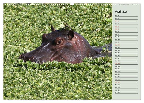Produktbild: Hippos - Begegnungen in Afrika (hochwertiger Premium Wandkalender 2026 DIN A2 quer), Kunstdruck in Hochglanz