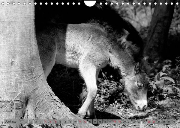 Produktbild: Die letzten Wildpferde Exmoor Ponys (Wandkalender 2022 DIN A4 quer)