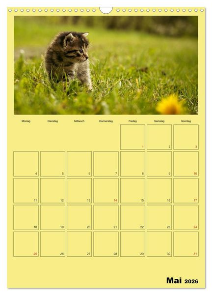 Produktbild: Mit Katzen durchs Jahr / Planer (Wandkalender 2026 DIN A3 hoch), CALVENDO Monatskalender