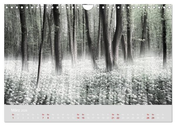 Produktbild: Im Lichtglanz der Jahreszeiten (Wandkalender 2026 DIN A4 quer), CALVENDO Monatskalender