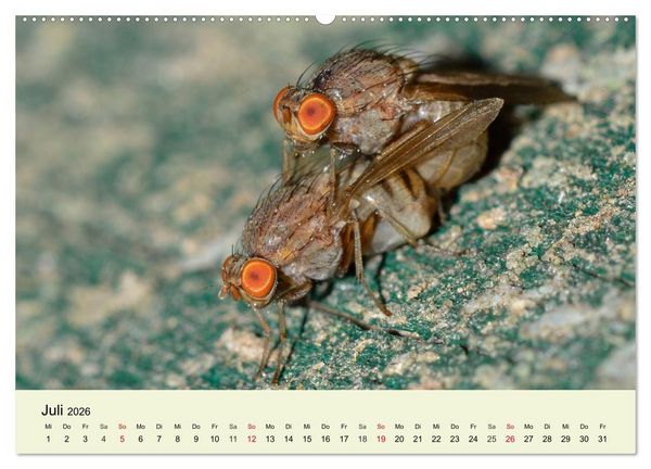 Produktbild: Insekten. Faszinierend und wichtig (Wandkalender 2026 DIN A2 quer), CALVENDO Monatskalender