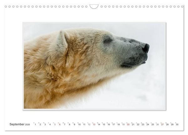 Produktbild: Emotionale Momente: Der Eisb&auml;r. (Wandkalender 2026 DIN A3 quer), CALVENDO Monatskalender