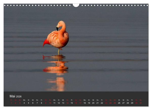 Produktbild: Pretty Flamingo (Wandkalender 2026 DIN A3 quer), CALVENDO Monatskalender