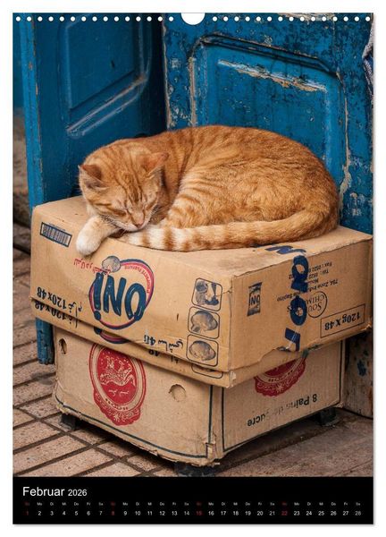 Produktbild: Katzen in Marokko (Wandkalender 2026 DIN A3 hoch), CALVENDO Monatskalender