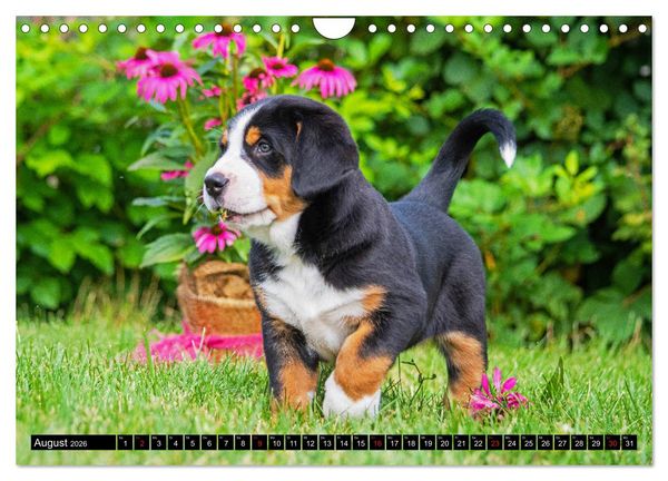 Produktbild: Ein Hund zum Verlieben - Gro&szlig;er Schweizer Sennenhund (Wandkalender 2026 DIN A4 quer), CALVENDO Monatskalender