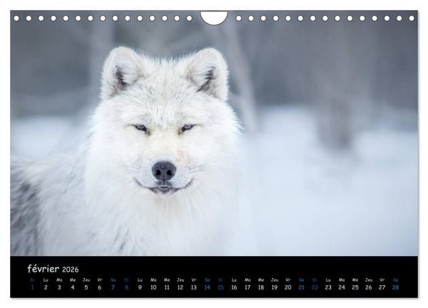 Produktbild: J'ai vu le loup (Calendrier mural 2026 DIN A4 vertical), CALVENDO calendrier mensuel
