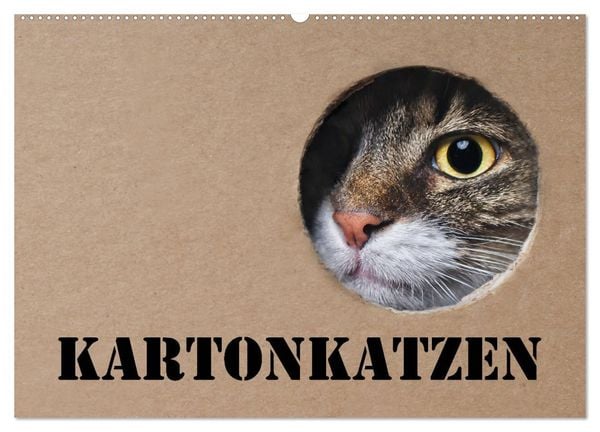 Produktbild: Karton Katzen (Wandkalender 2026 DIN A2 quer), CALVENDO Monatskalender