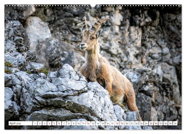 Produktbild: Steinb&ouml;cke - Majest&auml;tische Tiere der Alpen (hochwertiger Premium Wandkalender 2026 DIN A2 quer), Kunstdruck in Hochglanz