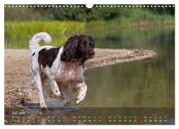 Produktbild: Kleiner M&uuml;nsterl&auml;nder Vorstehhund (Wandkalender 2026 DIN A3 quer), CALVENDO Monatskalender