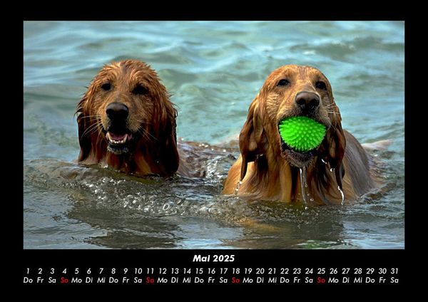 Produktbild: Hundezauber 2025 Fotokalender DIN A3