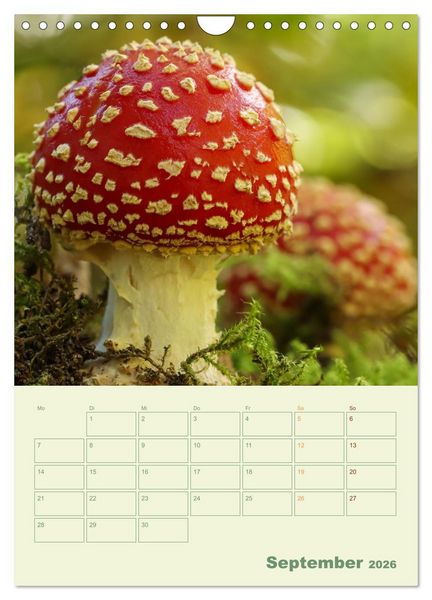 Produktbild: Waldmomente (Wandkalender 2026 DIN A4 hoch), CALVENDO Monatskalender