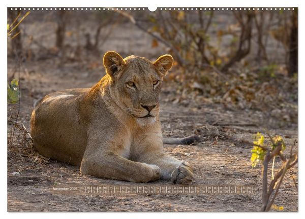 Produktbild: Sambias gro&szlig;artige Tierwelt (Wandkalender 2026 DIN A2 quer), CALVENDO Monatskalender