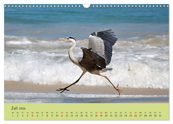 Produktbild: Gefiederte Sch&ouml;nheiten Ostafrikas (Wandkalender 2026 DIN A3 quer), CALVENDO Monatskalender