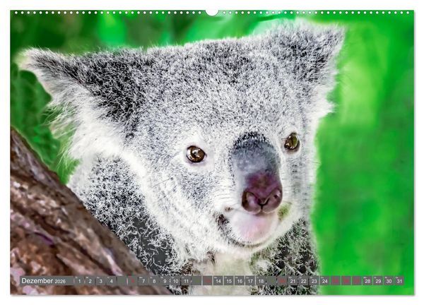 Produktbild: Koalas - Kuscheliges Symbol Australiens (hochwertiger Premium Wandkalender 2026 DIN A2 quer), Kunstdruck in Hochglanz