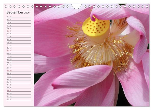Produktbild: Lotos. Symbol f&uuml;r Reinheit und Kraft (Wandkalender 2026 DIN A4 quer), CALVENDO Monatskalender
