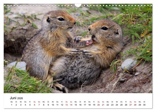 Produktbild: Alaska und West-Kanada (Wandkalender 2026 DIN A3 quer), CALVENDO Monatskalender