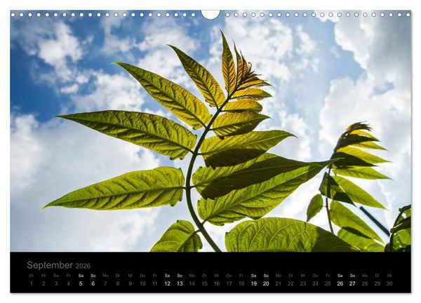 Produktbild: Natur im Detail (Wandkalender 2026 DIN A3 quer), CALVENDO Monatskalender
