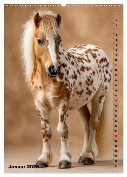 Produktbild: Das Leben ist ein Ponyhof - Zwergponys im Studiolicht (hochwertiger Premium Wandkalender 2026 DIN A2 hoch), Kunstdruck in Hochglanz