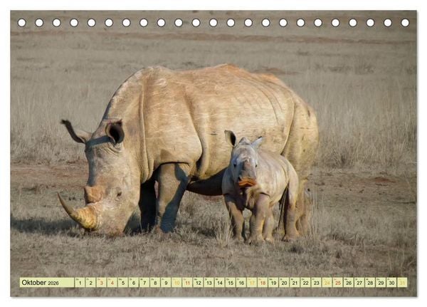 Produktbild: Bedrohte Tierart - Nashorn (Tischkalender 2026 DIN A5 quer), CALVENDO Monatskalender