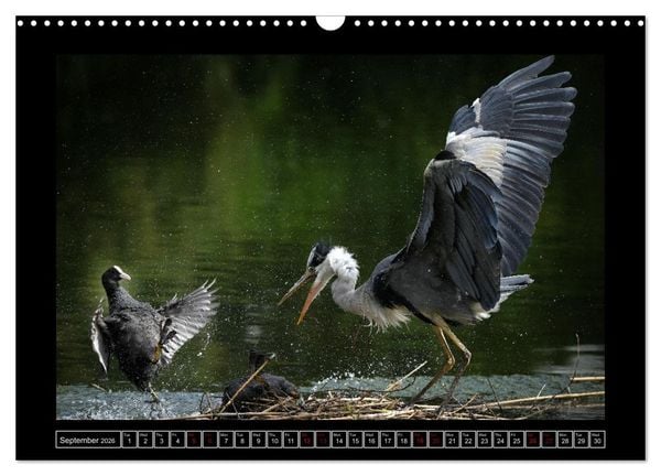 Produktbild: The heron parade (Wall Calendar 2026 DIN A3 landscape), CALVENDO 12 Month Wall Calendar