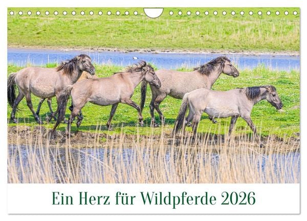Produktbild: Ein Herz f&uuml;r Wildpferde (Wandkalender 2026 DIN A4 quer), CALVENDO Monatskalender