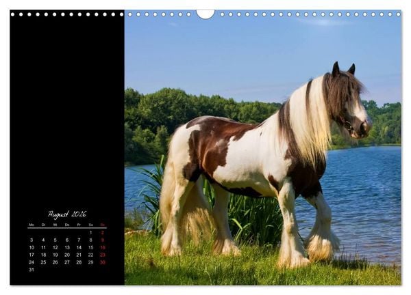 Produktbild: Irish Tinker (Wandkalender 2026 DIN A3 quer), CALVENDO Monatskalender