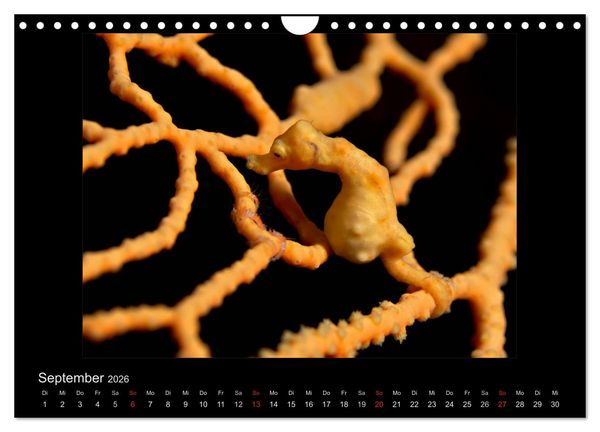 Produktbild: OCEAN - ART (Wandkalender 2026 DIN A4 quer), CALVENDO Monatskalender