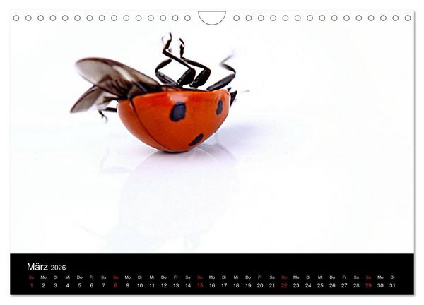 Produktbild: Viel Gl&uuml;ck - Marienk&auml;fer im Fotostudio (Wandkalender 2026 DIN A4 quer), CALVENDO Monatskalender