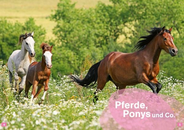Produktbild: WAS IST WAS Erstes Lesen. Pferde und Ponys