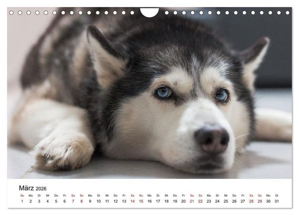 Produktbild: Total gechillte Hunde (Wandkalender 2026 DIN A4 quer), CALVENDO Monatskalender