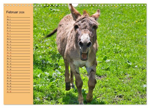 Produktbild: Liebenswerte Esel (Wandkalender 2026 DIN A3 quer), CALVENDO Monatskalender