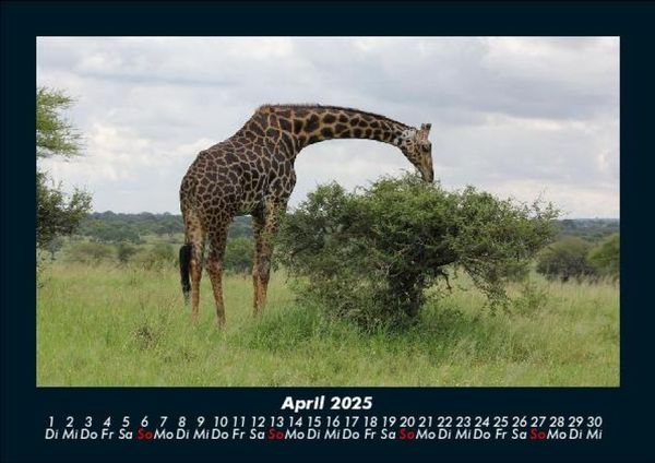 Produktbild: Giraffen 2025 Fotokalender DIN A5