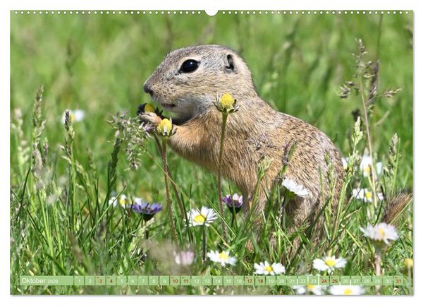 Produktbild: Ziesel im Burgenland (Wandkalender 2026 DIN A2 quer), CALVENDO Monatskalender