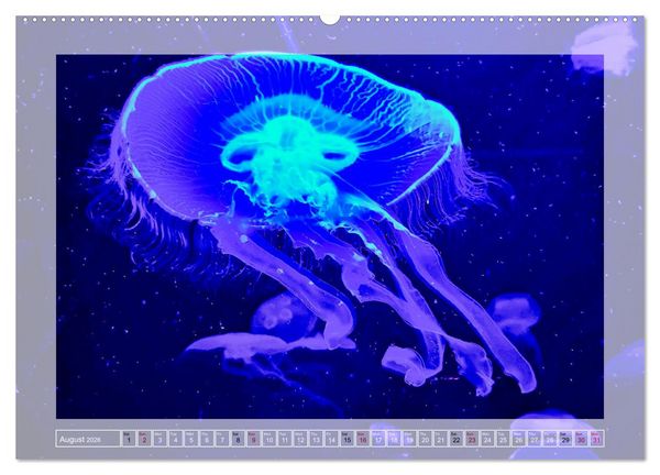 Produktbild: In the world of the medusae (Wall Calendar 2026 DIN A2 landscape), CALVENDO 12 Month Wall Calendar