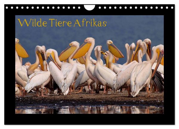 Produktbild: Wilde Tiere Afrikas (Wandkalender 2026 DIN A4 quer), CALVENDO Monatskalender